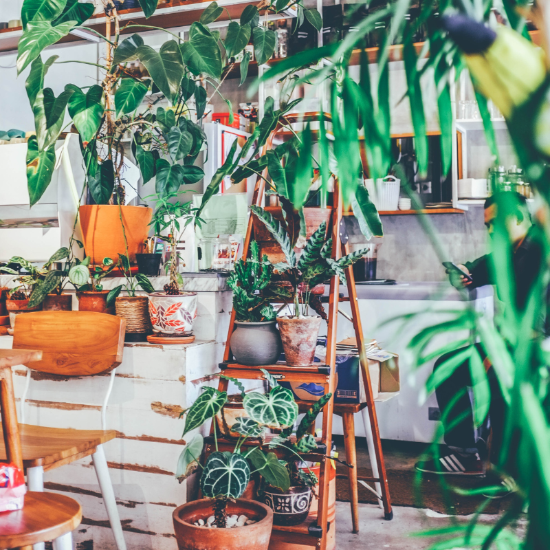 Decorate for Healthy Living – Interior Decorating with House Plants