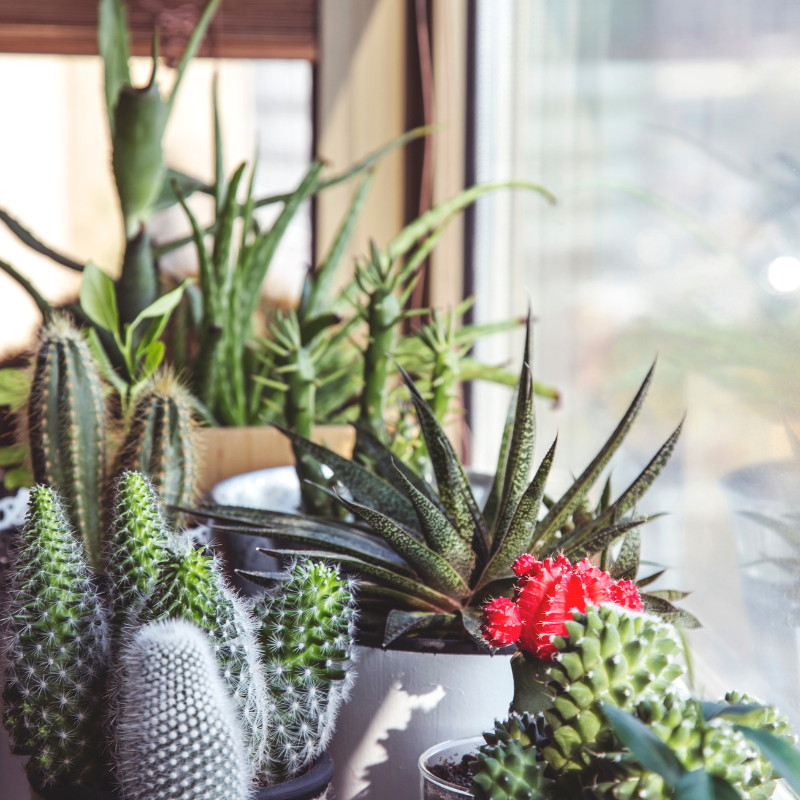 Decorate for Healthy Living – Interior Decorating with House Plants